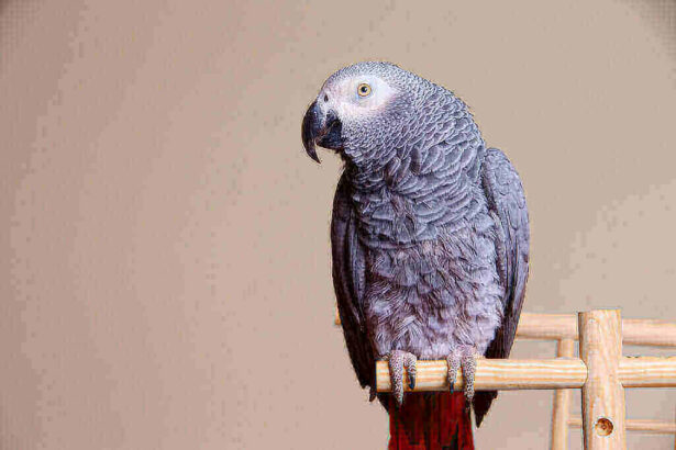 TEACHING YOUR PARROT THESE 3 EASY SECTIONS WILL SAVE YOU TIME AND ENERGY.