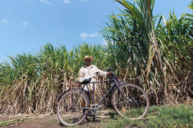 Bhlcane| Best Guideline for Growing Sugarcane in 2023