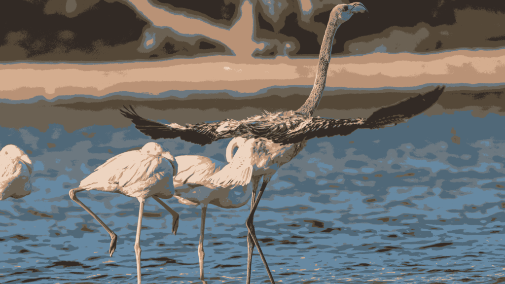 Al Qudra Lake Birds view