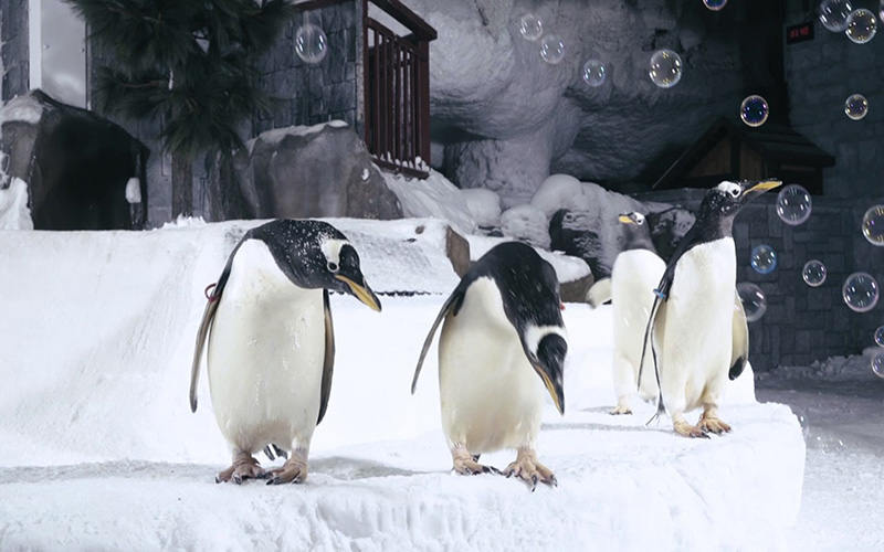 Penguins At Ski Dubai