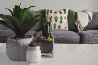 Top 15 Indoor Plants that Makes your Table More Gorgeous 
